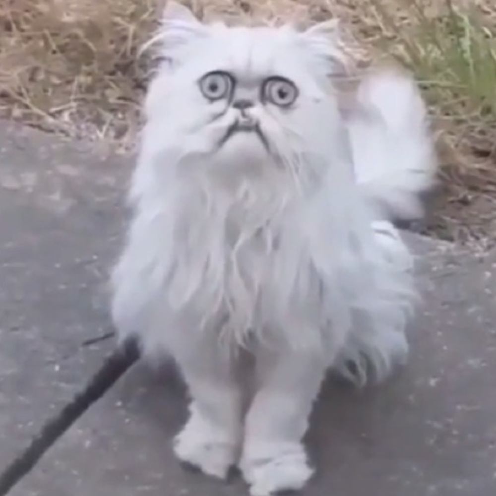 Meet your Posher, Cj